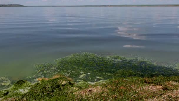 ウクライナのKhadzhibeysky Limanにある有害な藻類の花 Microcystis Aeruginosa とEnterforma — ストック動画