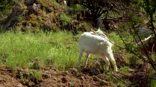 Owce Domowe Pasą Się Zboczach Ujścia Rzeki Jedzą Młodą Zieloną — Wideo stockowe
