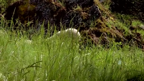 Domestic Sheep Graze Slopes Estuary Eat Young Green Grass — Stock Video