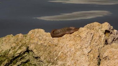 Zar yılanı (Natrix tessellata) dinleniyor ve büyük bir taşın üzerinde güneşleniyor..