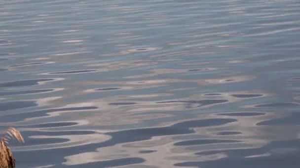 Sonnenreflexion Wasser Blendung Und Wellen Schlammigen Wasser — Stockvideo