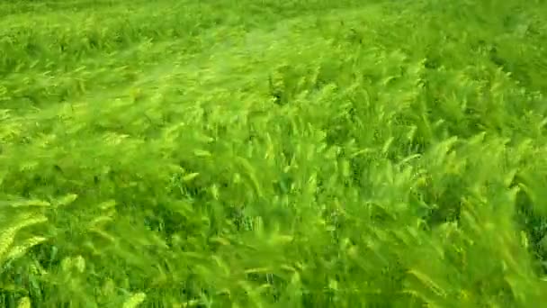 绿叶麦田 麦穗在风中摇曳 乌克兰 — 图库视频影像