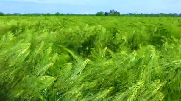 Campo Centeno Verde Espiguillas Cereales Balanceo Viento Ucrania — Vídeo de stock