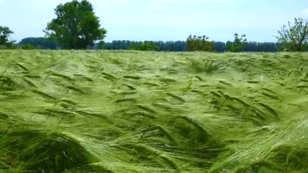 Campo Centeno Verde Espiguillas Cereales Balanceo Viento Ucrania — Vídeo de stock