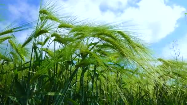 Ein Feld Aus Grünem Roggen Stacheln Von Getreide Gegen Den — Stockvideo