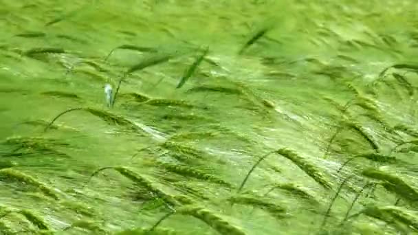 Gebied Van Groene Rogge Spikeletten Van Granen Zwaaien Wind Oekraïne — Stockvideo