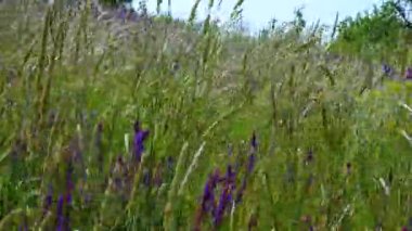 Çiçekli Ukrayna bozkırları, yabani otların arasında mor adaçayı çiçekleri. (Salvia pratensis) çayır clary veya çayır adaçayı
