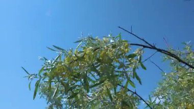 Çiçek açan ağaç dalı (Elaeagnus commutata) gümüş ya da kurt söğüdü, Ukrayna.