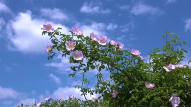 Yaban gülü açıyor, Ukrayna 'da gölün kıyısında yaban gülü açıyor..