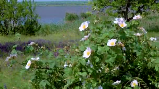 Blooming Wild Rose Wild Rose Shore Lake Ukraine — Stock Video