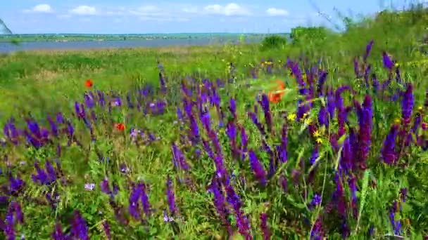 Blooming Ukrainian Steppe Purple Sage Flowers Wild Herbs Salvia Pratensis — Stock Video