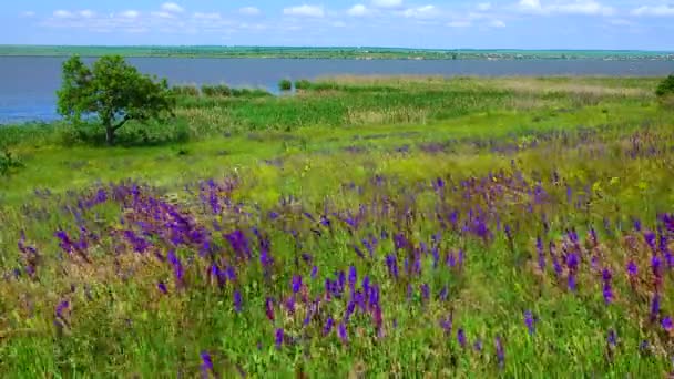 Bloeiende Oekraïense Steppe Paarse Salie Bloemen Tussen Wilde Kruiden Salvia — Stockvideo