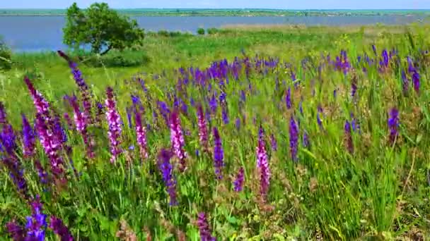 Kvetoucí Ukrajinská Stepi Fialové Šalové Květy Mezi Divokými Bylinkami Salvia — Stock video