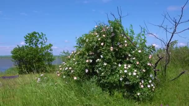 Ανθισμένο Άγριο Τριαντάφυλλο Άγριο Τριαντάφυλλο Στις Όχθες Της Λίμνης Ουκρανία — Αρχείο Βίντεο