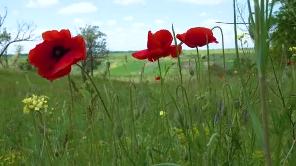 Bloeiende Steppe Maïs Papaver Maïs Roos Bloemen Papaver Rhoeas Oekraïne — Stockvideo