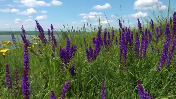 盛开的乌克兰草原 紫色的鼠尾草在野生草本植物中盛开 Salvia Pratensis 草甸或草甸鼠尾草 — 图库视频影像