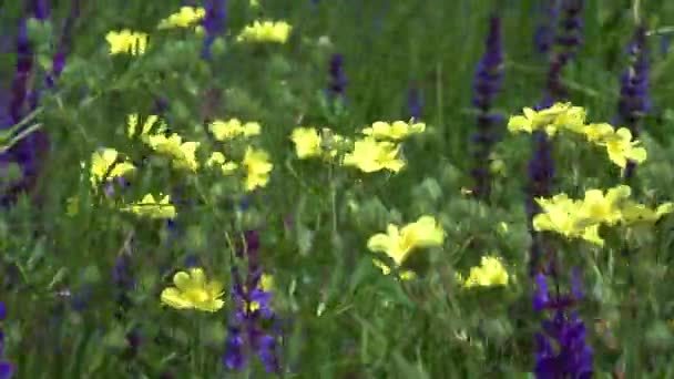 Kwitnący Step Ukraiński Dzikie Zboża Zioła Żółte Rośliny Kwitnące — Wideo stockowe