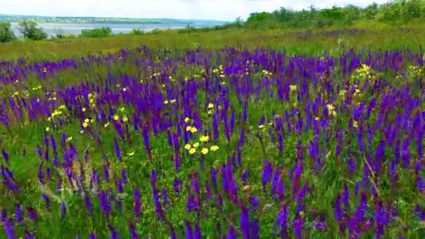 Blooming Ukrainian Steppe Purple Sage Flowers Wild Herbs Salvia Pratensis — Stock Video