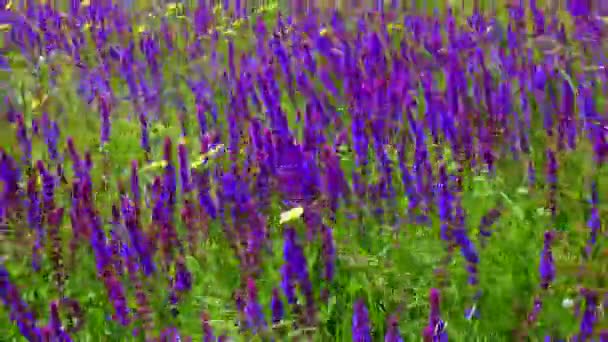 Estepa Ucraniana Florescente Flores Sálvia Roxas Entre Ervas Selvagens Salvia — Vídeo de Stock