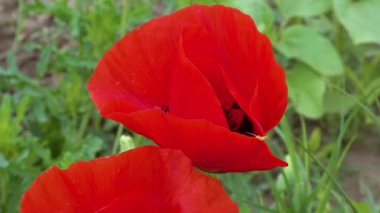 Çiçek açan Steppe, kırmızı gelincik çiçekli böcekler (Papaver rhoeas), Ukrayna