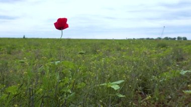 Çiçekli bozkır, mısır haşhaşı, mısır gülü, çiçekler (Papaver rhoeas), Ukrayna.