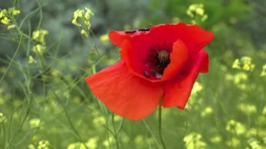 Çiçek açan Steppe, kırmızı gelincik çiçekli böcekler (Papaver rhoeas), Ukrayna
