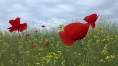 Çiçekli bozkır, mısır haşhaşı, mısır gülü, çiçekler (Papaver rhoeas), Ukrayna.