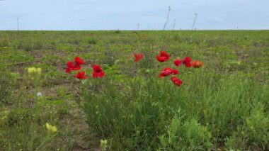Çiçekli bozkır, mısır haşhaşı, mısır gülü, çiçekler (Papaver rhoeas), Ukrayna.