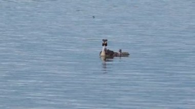 Sıradan bir kabuklu ördek (Tadorna tadorna), gölde yüzen civcivlerle dişi ördek.