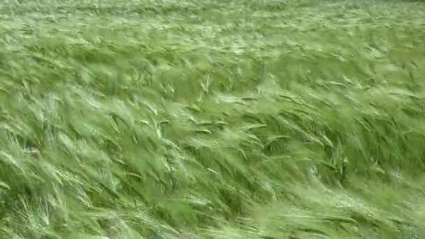 Pola Zielonego Żyta Kolce Zbóż Kołyszą Się Wietrze Ukraina — Wideo stockowe