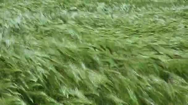 Поле Зеленого Ржаного Хлеба Колоски Зерновых Раскачиваются Ветру Украина — стоковое видео