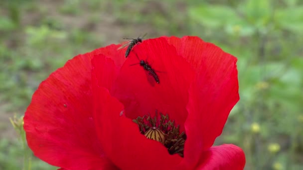 Kvetoucí Stepi Hmyz Červeném Máku Papaver Rhoeas Ukrajina — Stock video