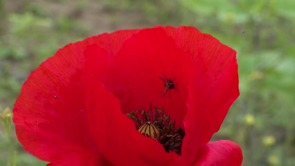 Blühende Steppe Insekten Auf Einer Roten Mohnblume Papaver Rhoeas Ukraine — Stockvideo