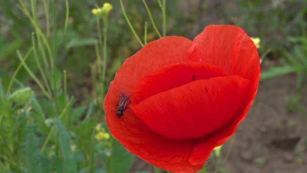 Blooming Steppe Insetos Uma Flor Papoula Vermelha Papaver Rhoeas Ucrânia — Vídeo de Stock