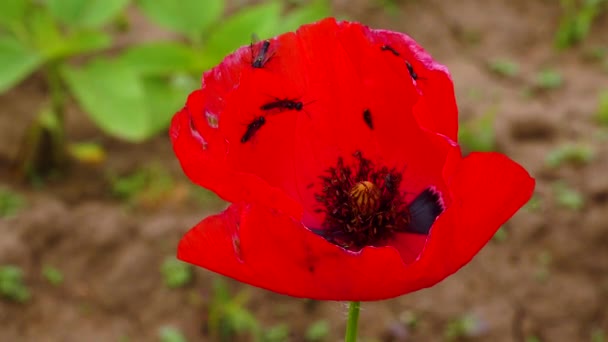 Blooming Steppe Insects Red Poppy Flower Papaver Rhoeas Ukraine — Stock Video