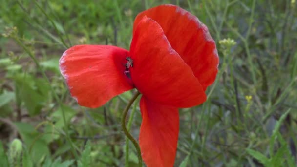 Цветущая Степь Насекомые Красном Цветке Мака Papaver Rhoeas Украина — стоковое видео
