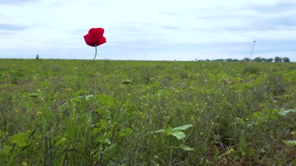 Цветущая Степь Кукурузный Мак Кукурузная Роза Цветы Papaver Rhoeas Украина — стоковое видео