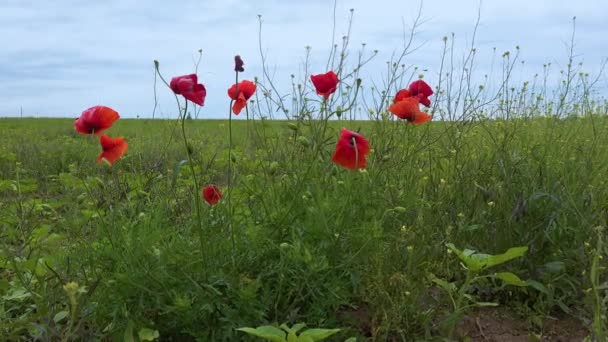 Bloeiende Steppe Maïs Papaver Maïs Roos Bloemen Papaver Rhoeas Oekraïne — Stockvideo