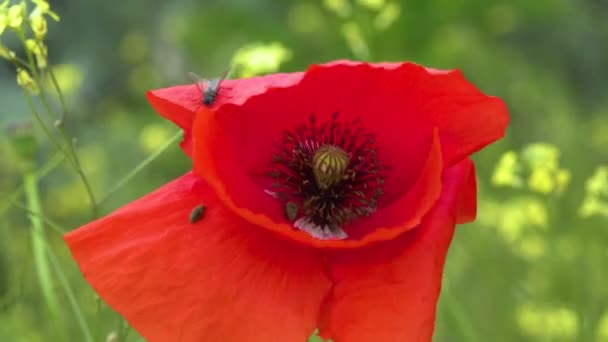 Blühende Steppe Insekten Auf Einer Roten Mohnblume Papaver Rhoeas Ukraine — Stockvideo