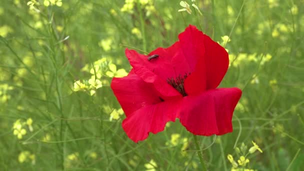 Blühende Steppe Insekten Auf Einer Roten Mohnblume Papaver Rhoeas Ukraine — Stockvideo