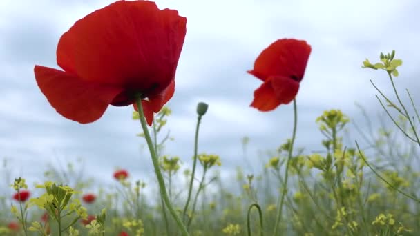 Цветущая Степь Кукурузный Мак Кукурузная Роза Цветы Papaver Rhoeas Украина — стоковое видео