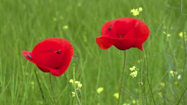 Цветущая Степь Насекомые Красном Цветке Мака Papaver Rhoeas Украина — стоковое видео