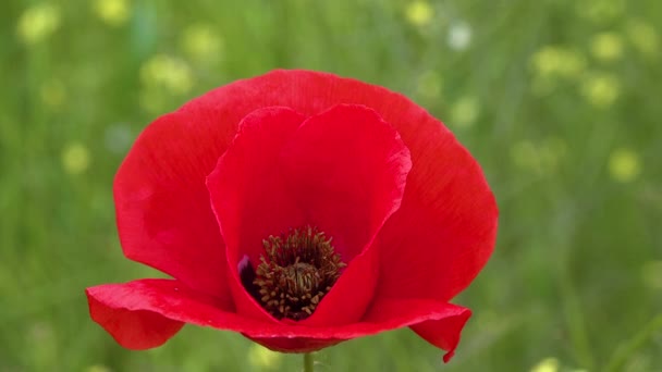 Estepa Floreciente Insectos Una Flor Amapola Roja Papaver Rhoeas Ucrania — Vídeos de Stock