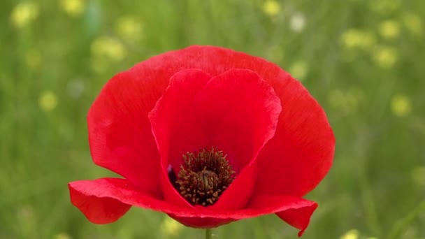 Blooming Steppe Insects Red Poppy Flower Papaver Rhoeas Ukraine — Stock Video