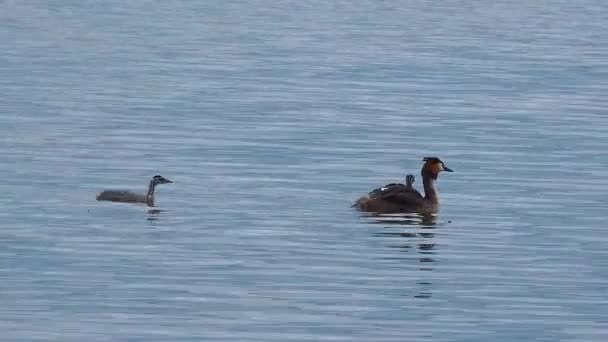 Grote Kuif Grebe Podiceps Cristatus Vrouwelijke Eend Met Kuikens Zwemt — Stockvideo