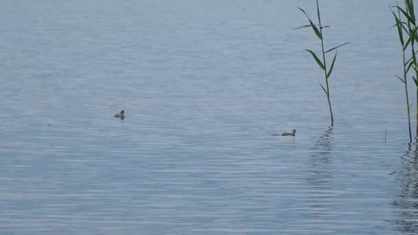 Great Crested Grebe Podiceps Cristatus Female Duck Chicks Swims Lake — Stock Video