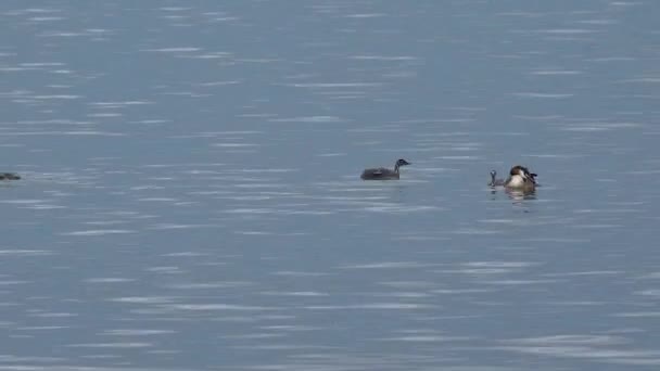 Der Haubentaucher Podiceps Cristatus Weibliche Ente Mit Küken Schwimmt See — Stockvideo