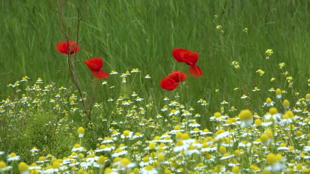 開花草原 赤いケシの花と薬用カモミール ウクライナ — ストック動画