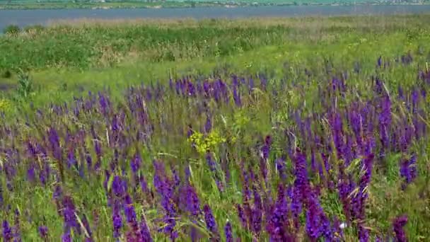 Kwitnący Step Ukraiński Purpurowe Kwiaty Szałwii Wśród Dzikich Ziół Salvia — Wideo stockowe