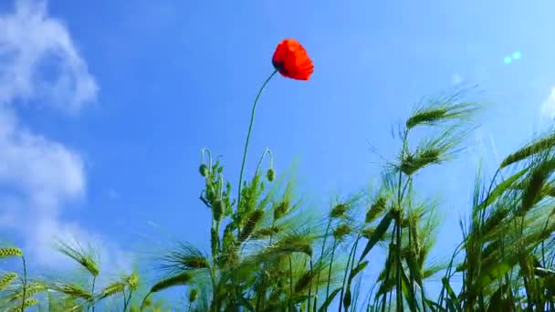 Roter Mohn Auf Einem Feld Aus Grünem Roggen Kräuterstacheln Wiegen — Stockvideo